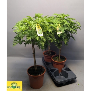PEL GRAV LEMON TREE