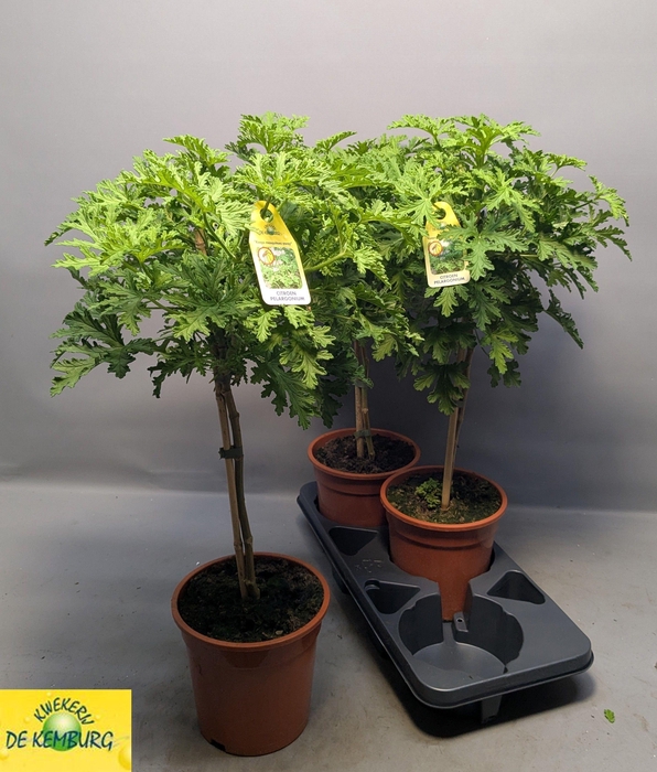 <h4>PEL GRAV LEMON TREE</h4>