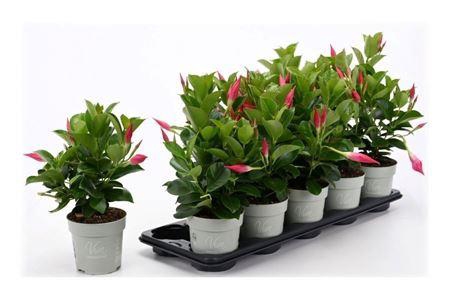Mande Rio Petit Pink