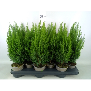 Chamaecyparis laws. 'Ellwoodii'