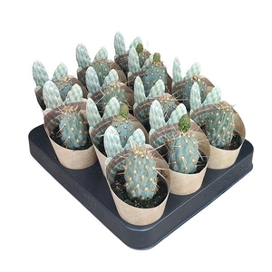 OPUNTIA