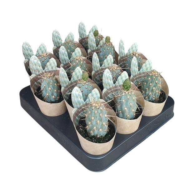 <h4>OPUNTIA</h4>