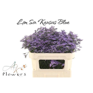 LIM SIN KANSAS BLUE