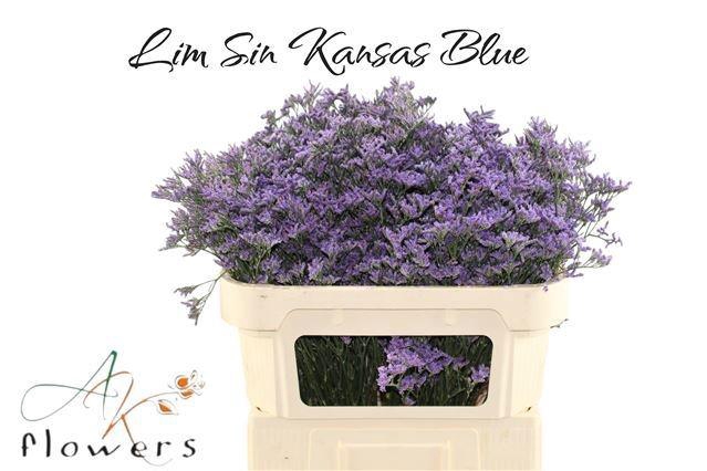 <h4>LIM SIN KANSAS BLUE</h4>