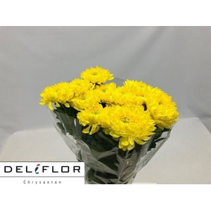 CHR G ZEMBLA YELLOW