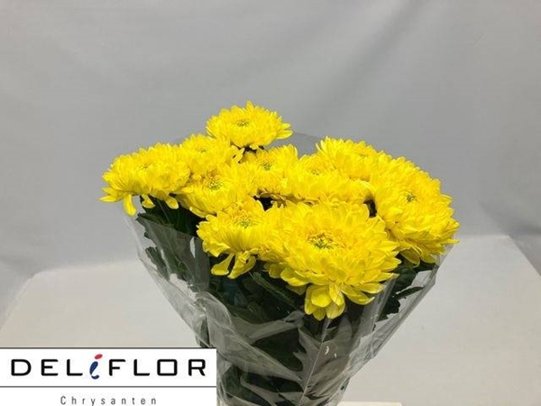 <h4>CHR G ZEMBLA YELLOW</h4>