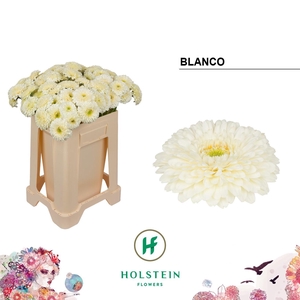 GE MB GERPONI BLANCO