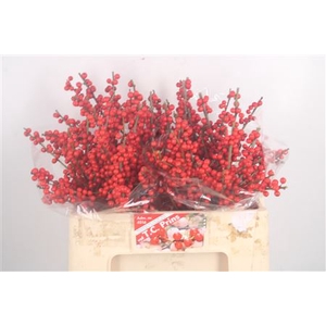 Ilex Verticilata Red X20