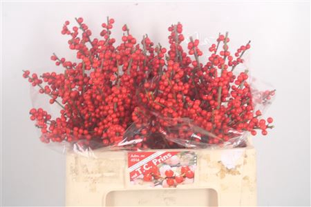 <h4>Ilex Verticilata Red X20</h4>