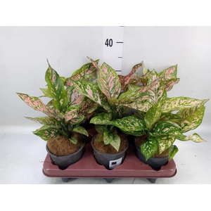 Aglaonema   ...