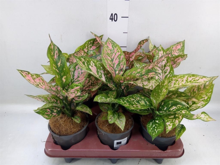 <h4>Aglaonema   ...</h4>