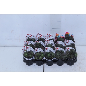 SUCULENTAS SINOCRASSULA YUNNANENSIS P06