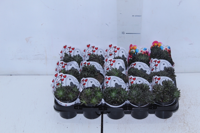 <h4>SUCULENTAS SINOCRASSULA YUNNANENSIS P06</h4>