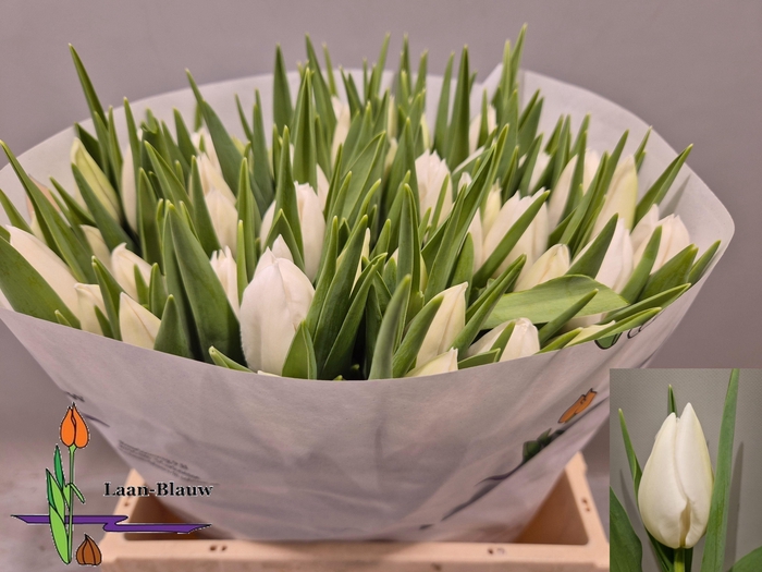 <h4>TU EN POLAR BEAR</h4>