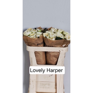 R GR LOVELY HARPER!