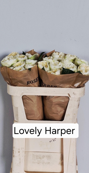 <h4>R GR LOVELY HARPER!</h4>