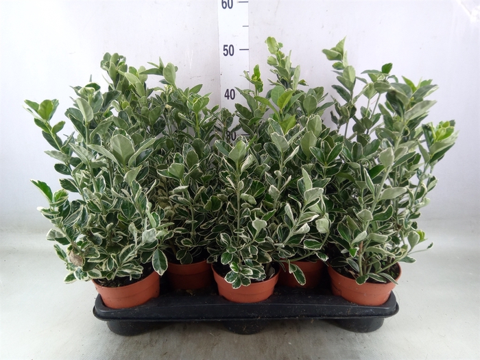 <h4>Euonymus fortunei 'Silver Queen'</h4>