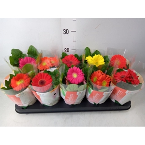 Gerbera  'Colourgame'   ...mix