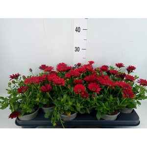 Osteospermum  'Sunny Dixie'