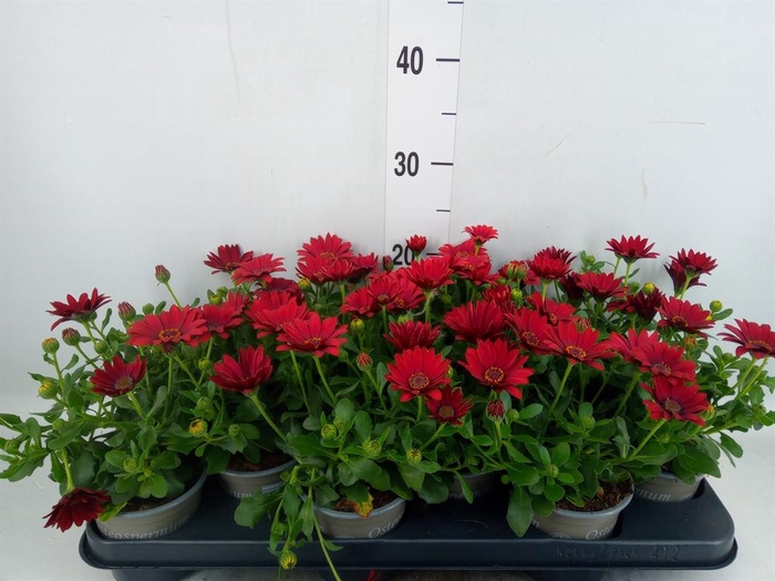 <h4>Osteospermum  'Sunny Dixie'</h4>