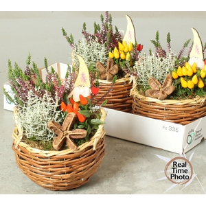 ARR TUINPLANTEN
