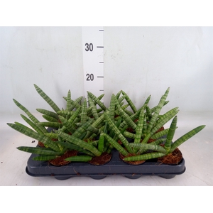 Sansevieria cyl. 'Skyline'