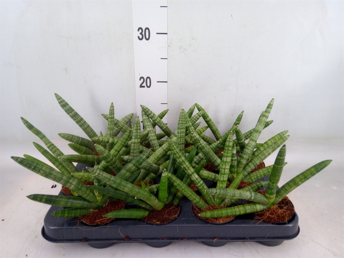 <h4>Sansevieria cyl. 'Skyline'</h4>
