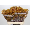 Anigozanthos Gold Fever