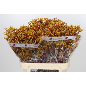 Anigozanthos Gold Fever