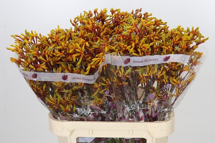 Anigozanthos Gold Fever