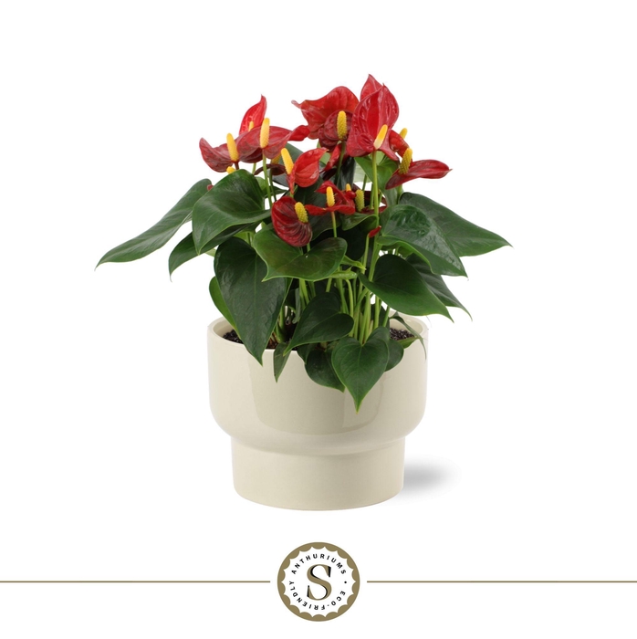 <h4>Athene Keramiek Taupe - Red</h4>