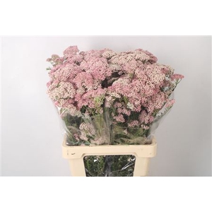 Ozoth Cook Tall Pink Per Bunch