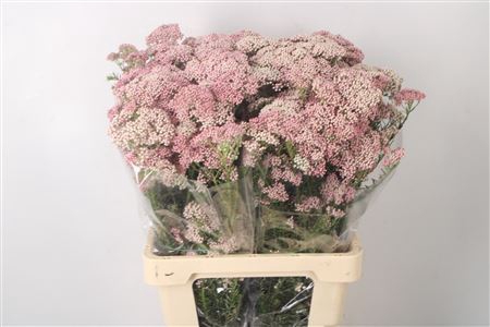 <h4>Ozoth Cook Tall Pink Per Bunch</h4>