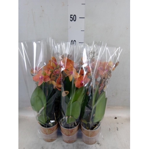 Phalaenopsis multi. 'Ant Bolzano'