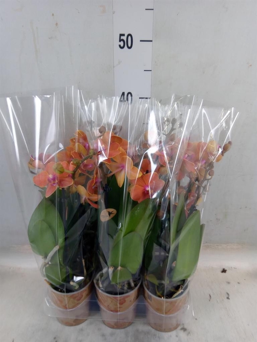 <h4>Phalaenopsis multi. 'Ant Bolzano'</h4>