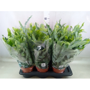 Phlebodium aureum 'Blue Star'