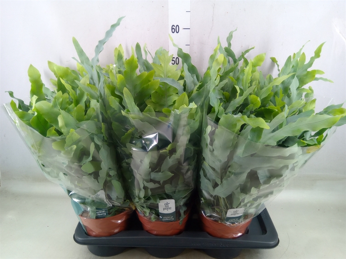 <h4>Phlebodium aureum 'Blue Star'</h4>