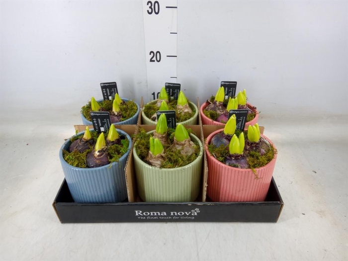 <h4>Arr.  Hyacinthus L%</h4>