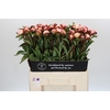 Paeonia Gardenia