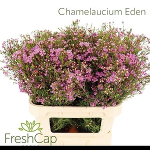 CHAME EDEN