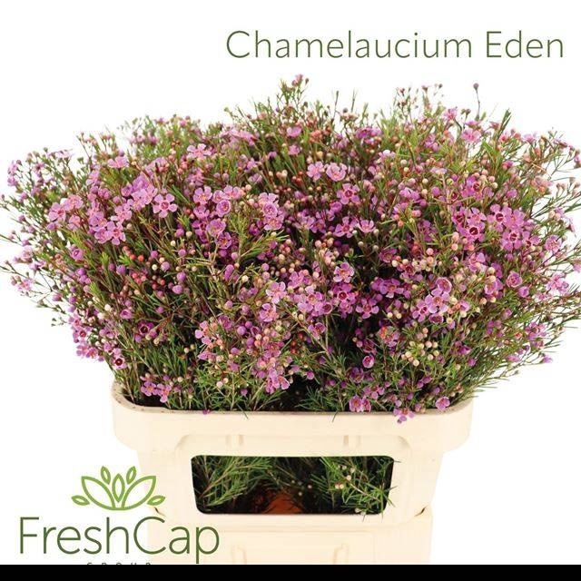 <h4>CHAME EDEN</h4>