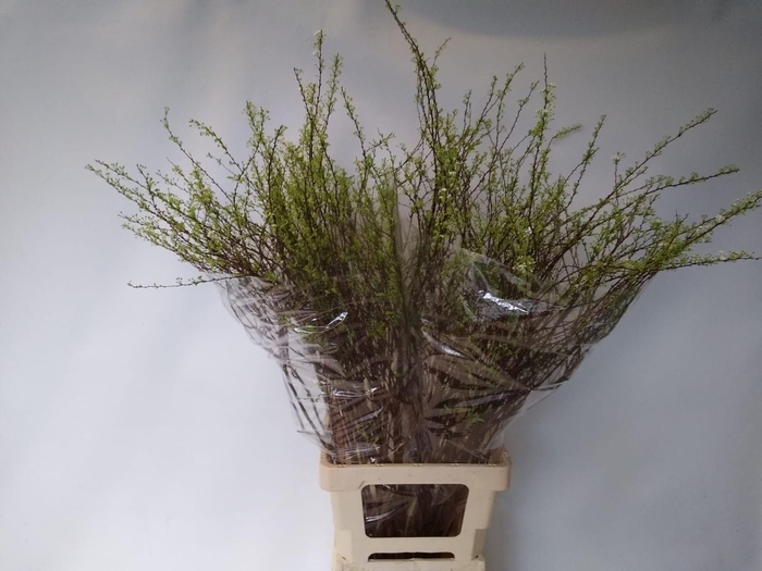 <h4>SPIR C GREFSHEIM</h4>