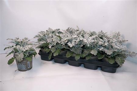 Jacobaea Maritima