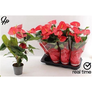 Anthurium (Andreanum Grp) Casparo