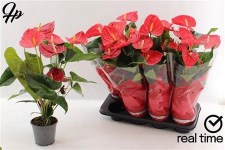 <h4>Anthurium (Andreanum Grp) Casparo</h4>