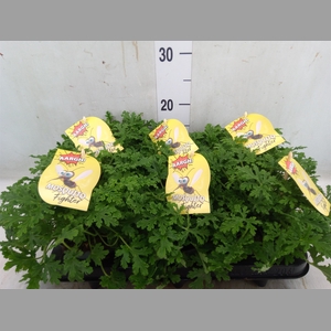 Pelargonium graveolens