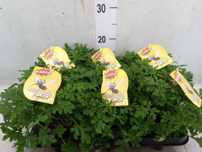 <h4>Pelargonium graveolens</h4>