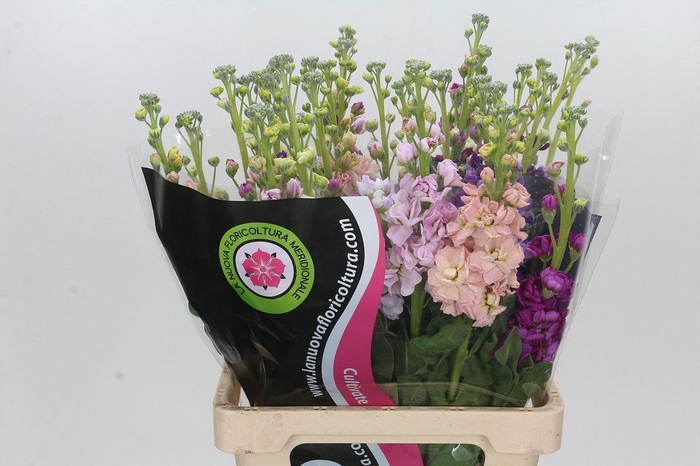 <h4>Matthiola Mix</h4>