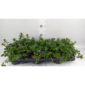 Scaevola aemula 'Blue Fan'