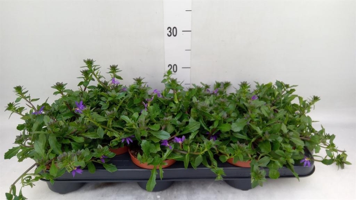 <h4>Scaevola aemula 'Blue Fan'</h4>